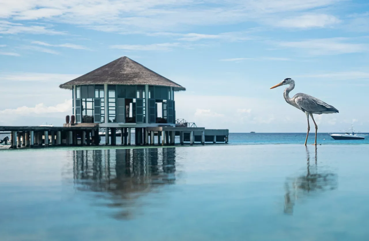 Фото отеля The Halcyon Private Isles Maldives, Autograph Collection